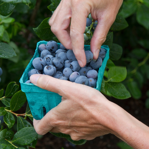 Fruit Picking In Australia