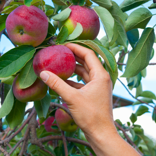 Fruit Picking In WA