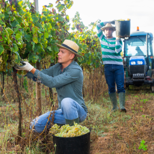 fruit picking Western Australia