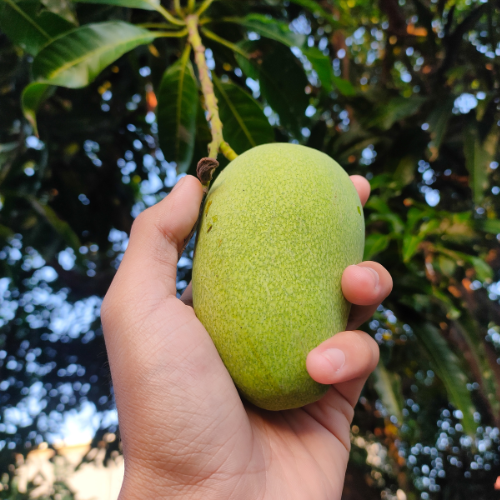 Fruit Picking in WA
