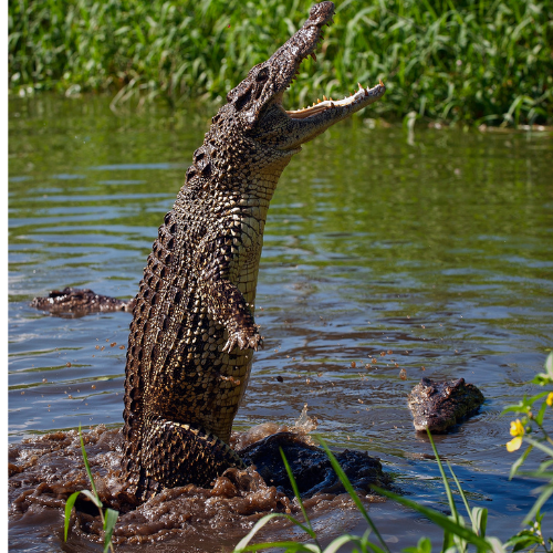 Backpackers in Darwin - Jumping Crocodiles