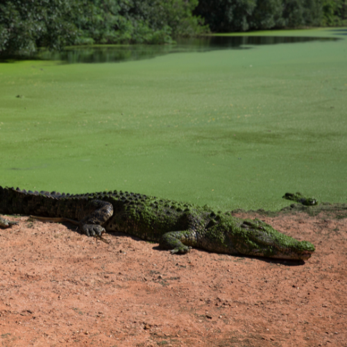 Perth To Broome Road Trip - Crocodiles