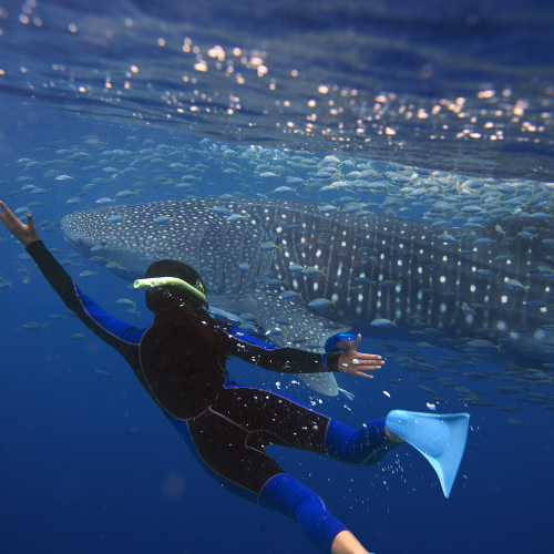 Perth To Exmouth Road Trip - Whale sharks