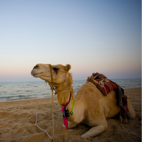 Perth To Broome Road Trip - Cable Beach