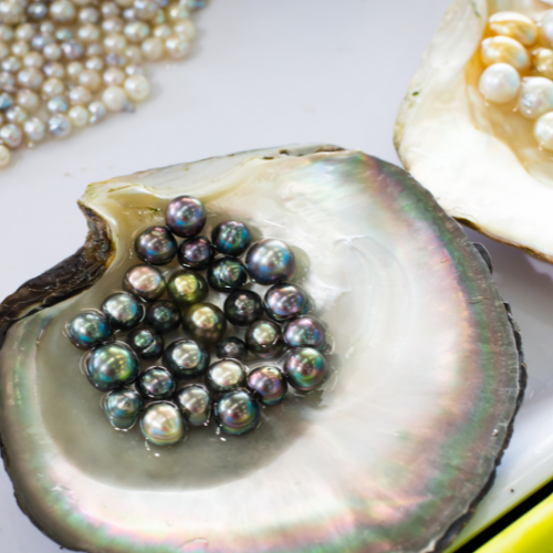 Backpackers in Darwin - Pearl Farming