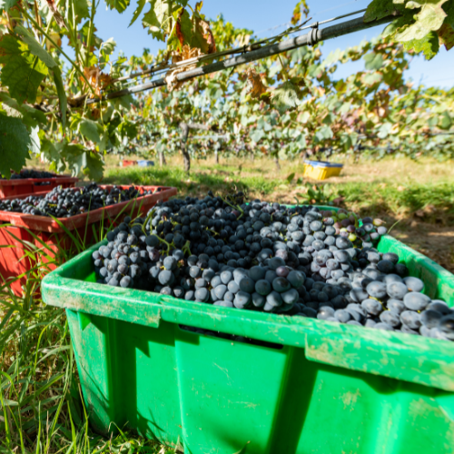 Fruit Picking in Victoria - Mildura