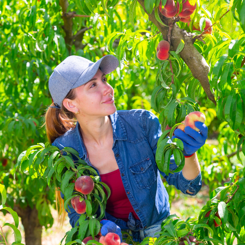 Fruit Picking In Victoria