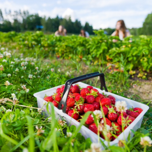 Fruit Picking in Victoria -