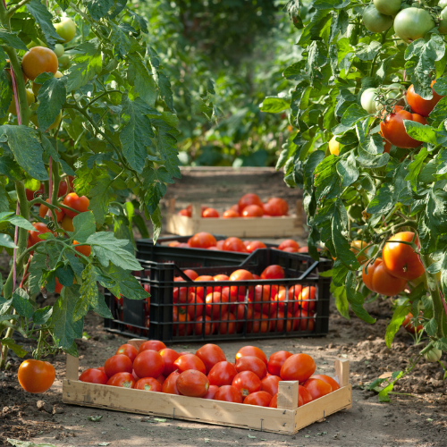 Fruit Picking In Victoria