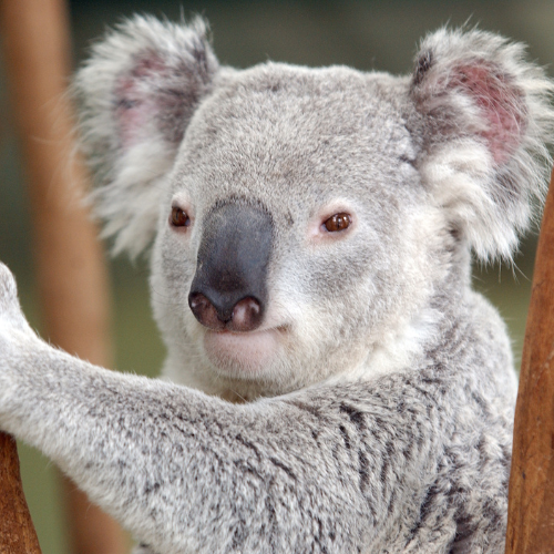 Day Trips From Perth - Yanchep