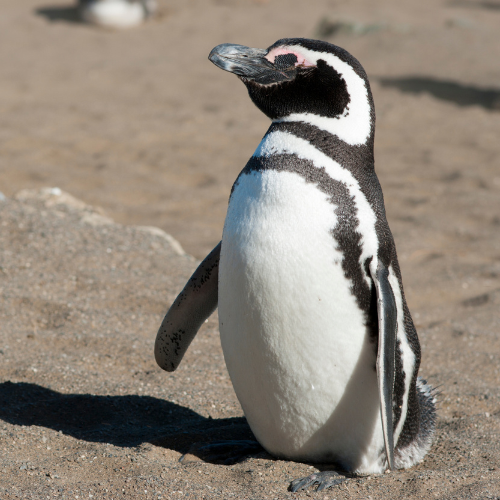 Day Trips From Perth - Penguin Island