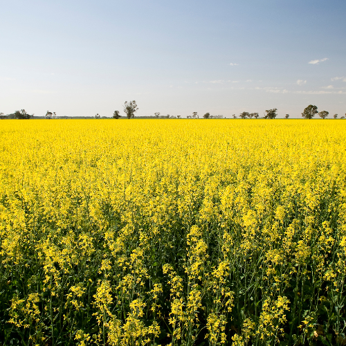 Day Trips From Perth - York